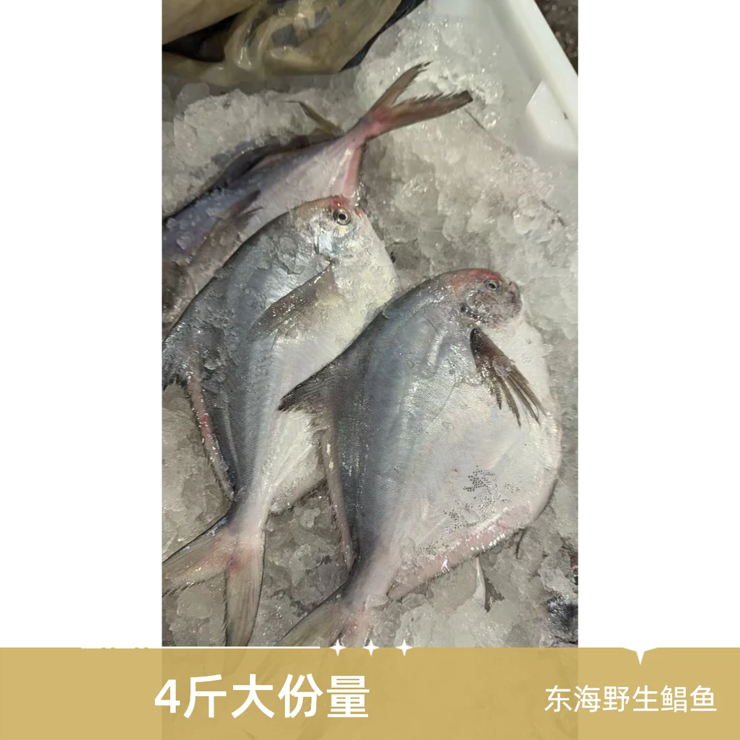 [东海野生大鲳鱼4斤]东海野生深海海捕顺丰包邮[专属]
