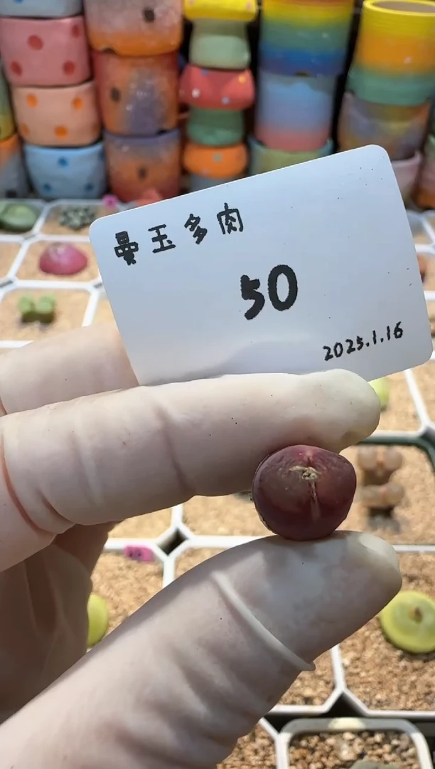 【闪购商品】25.1.16-50