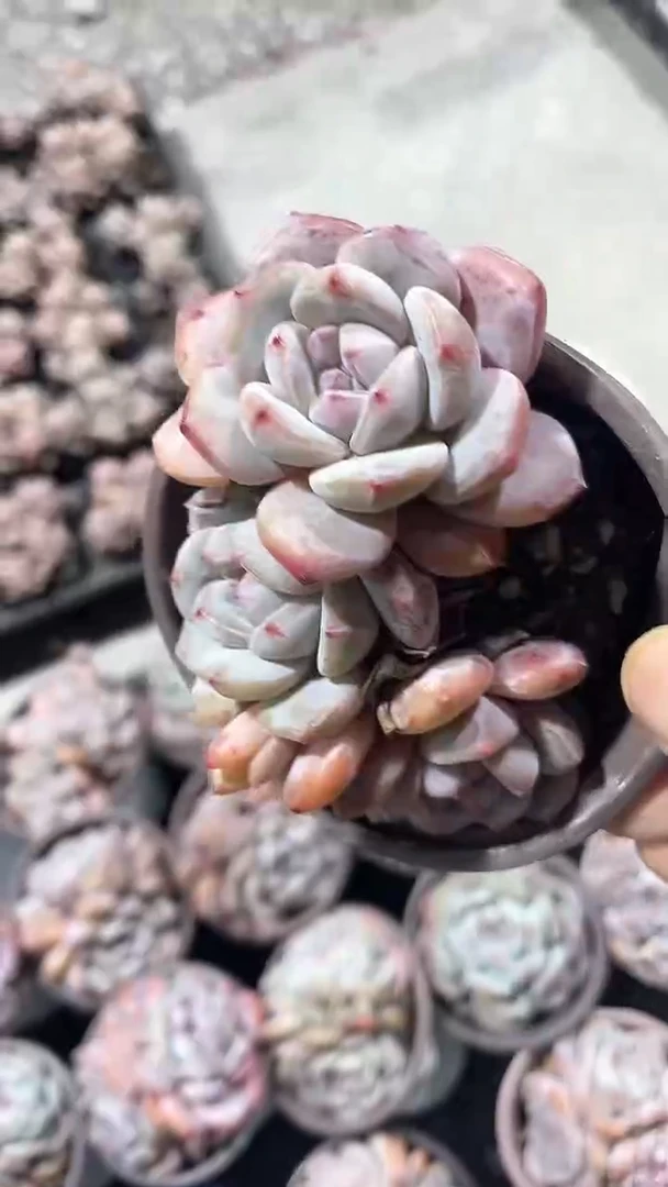 【闪购商品】90盆石榴籽星影三头多肉