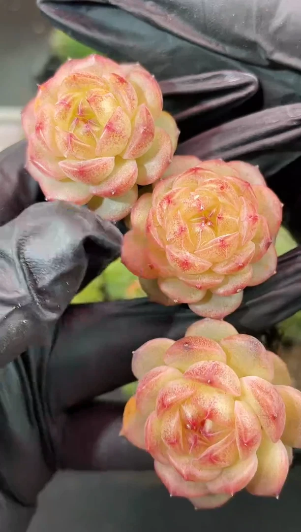 闪购2224  万花筒多肉一颗  3.5厘米