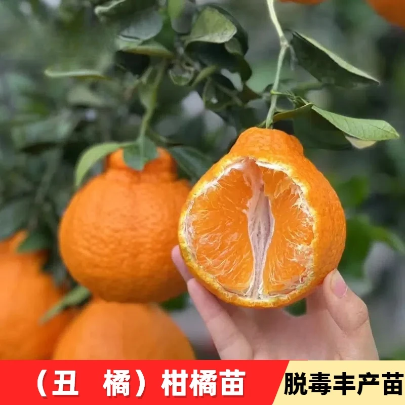 丑橘树苗南北方庭院地栽不知火丑橘果苗盆栽嫁接桔子