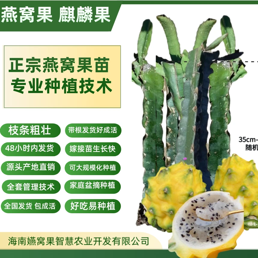 番牛岭正宗厄瓜多尔燕窝果麒麟果嫁接苗 专业培育技术 成活率高