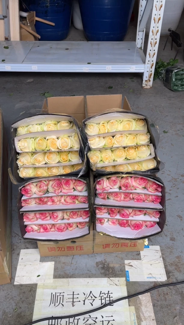 艾沙20枝+香槟20枝