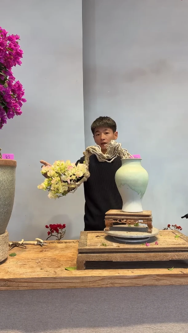 以实际为准三角梅84