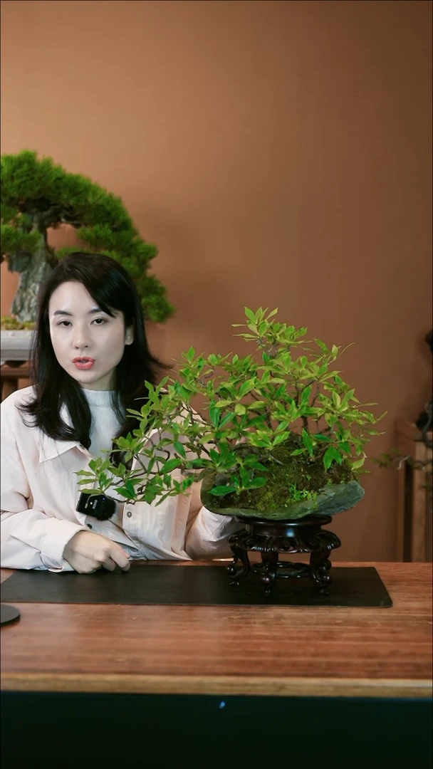 【闪购商品】盆景栀子花