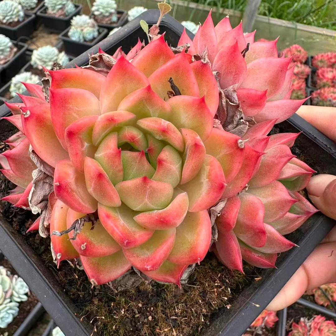 13#菠萝橙多肉植物     前男友精品多肉SM0802