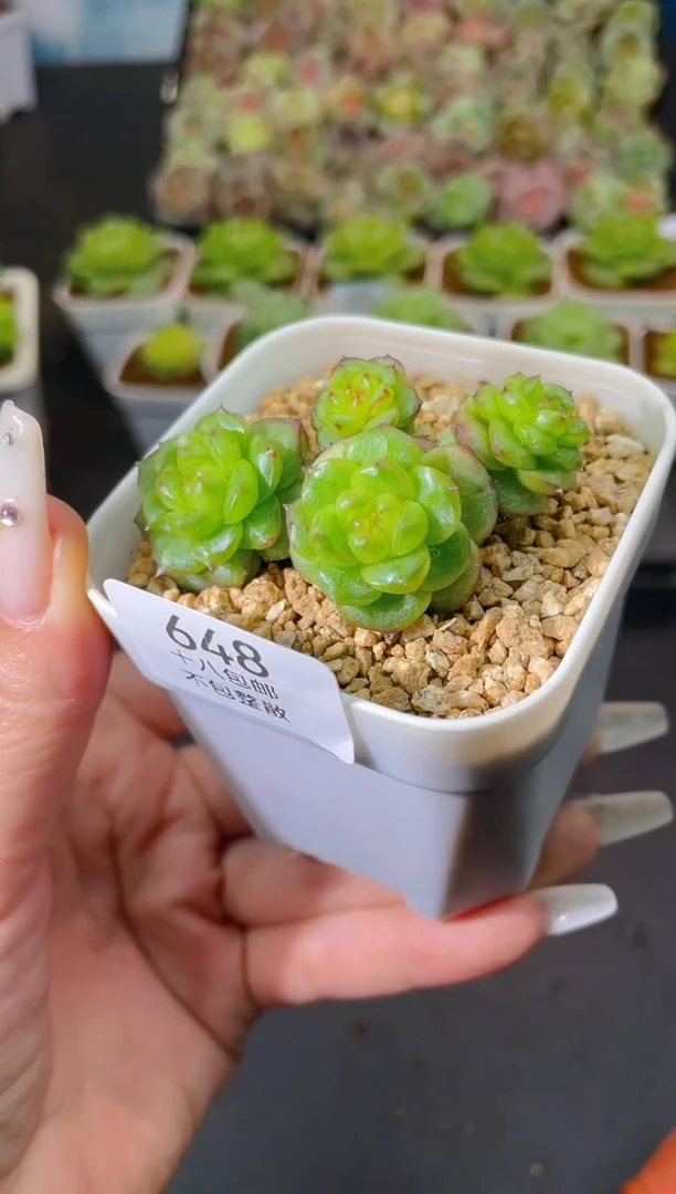 648灯泡一物一拍