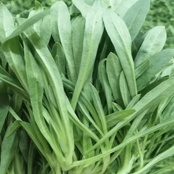 (拍2发3)面条菜种子蔬菜种籽春季盆栽农家菜园四季菜种籽青菜播种