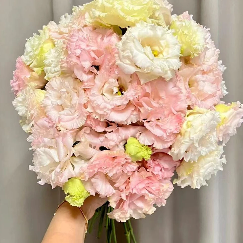 【一品花集】【植艺如梦令洋桔梗600g】以主播展示为准一单包邮