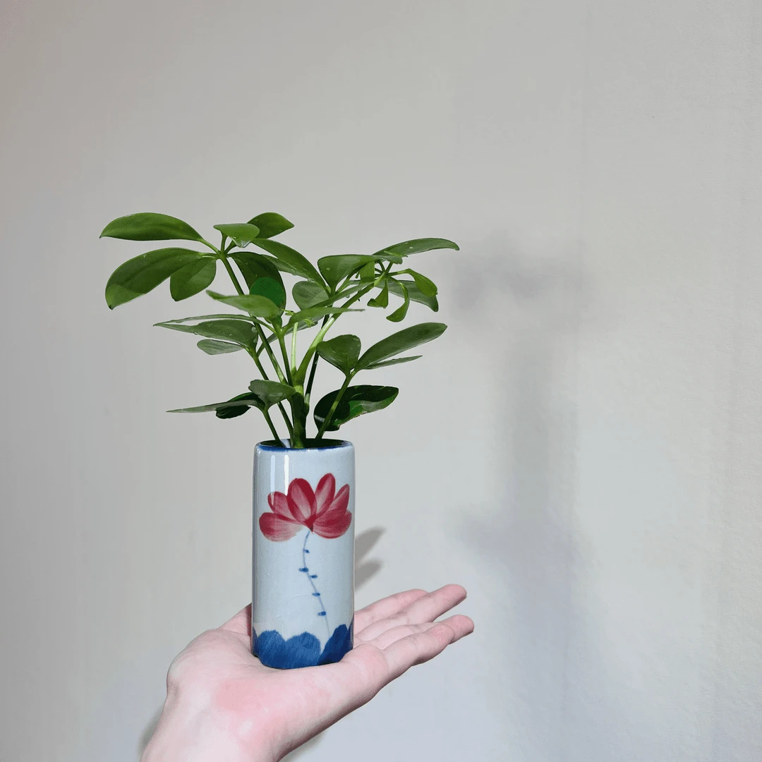 水培鸭脚木室内好养加赠手绘荷花陶瓷花瓶净化空气