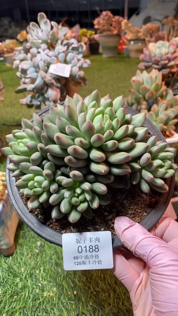 杨*九0188（满28包邮发货）