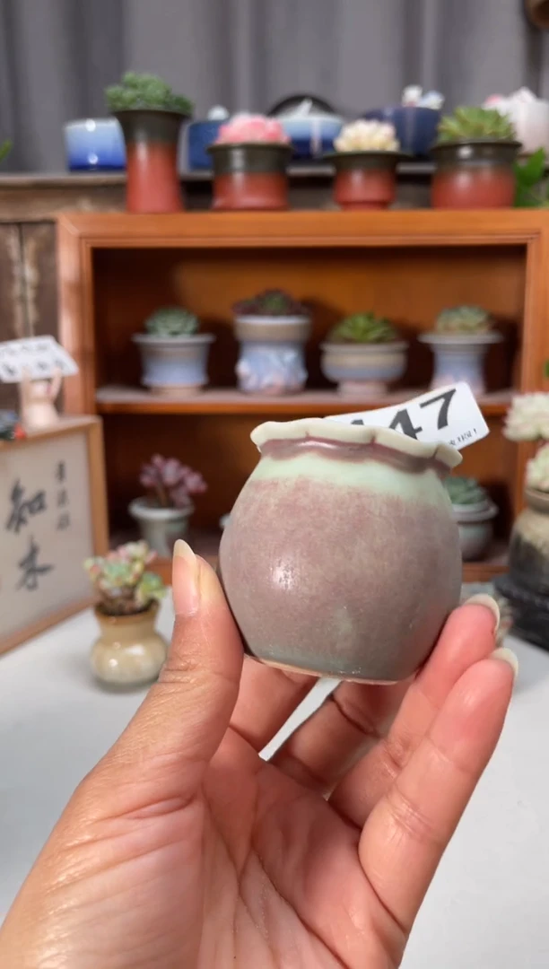 瓷片447小芳直播编号
