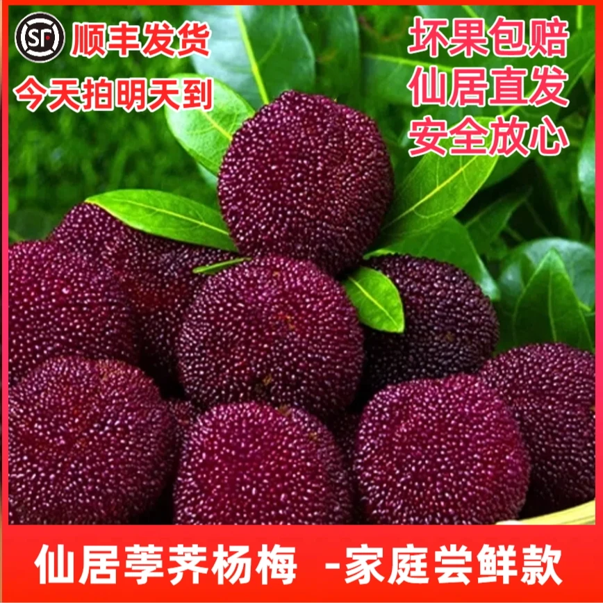 【荸荠杨梅】仙居杨梅荸荠小黑炭现摘肉厚核小果味浓郁顺丰冷链到家
