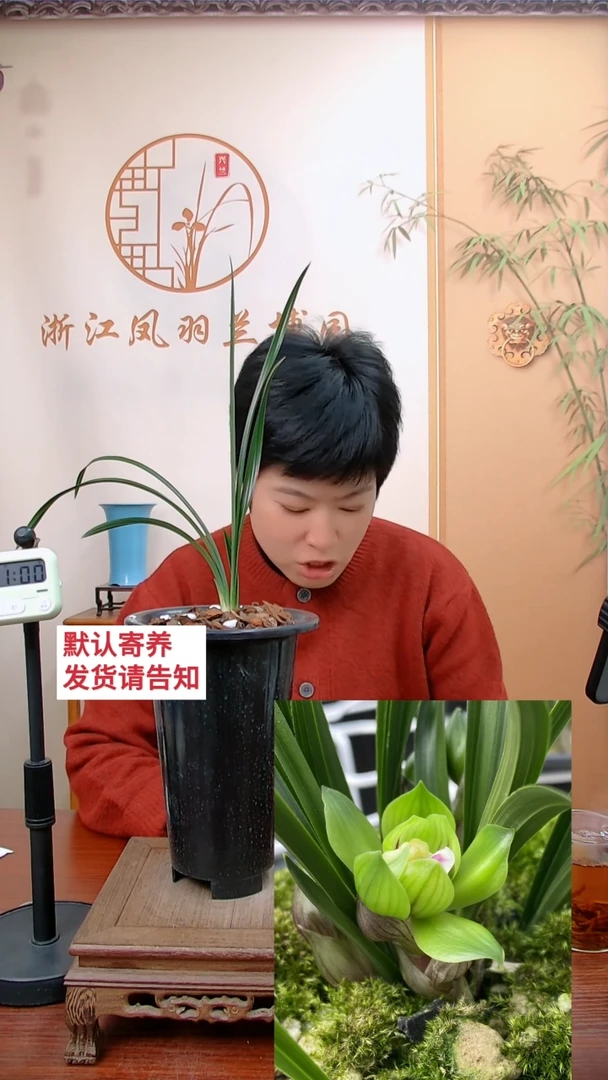 【闪购商品】绿云，忘了喝杯茶