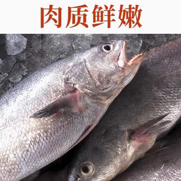 舟山新鲜大米鱼大鮸鱼鳘鱼0.8-1斤