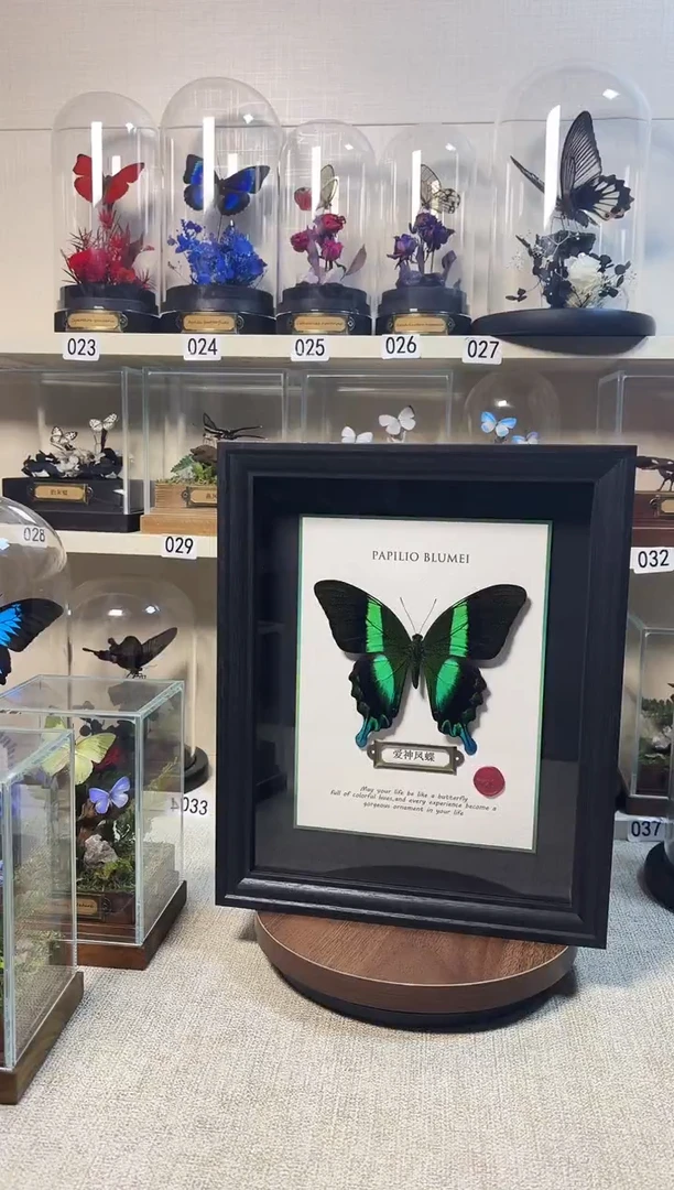 大自然的真实蝴蝶标本