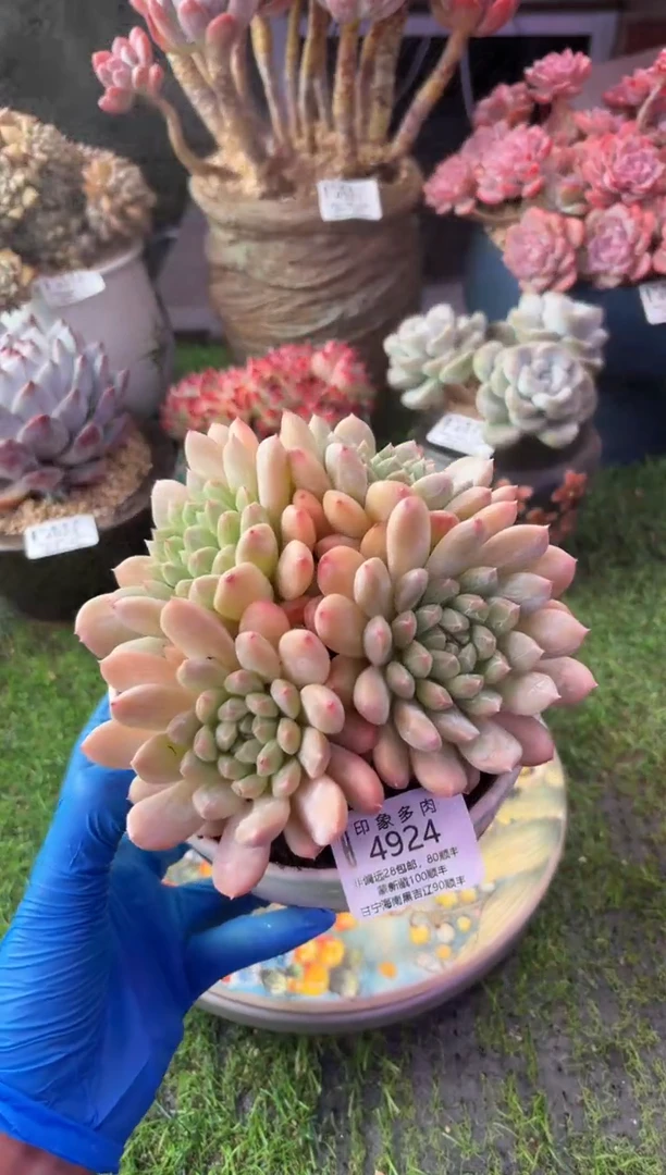 昆明印象多肉4924