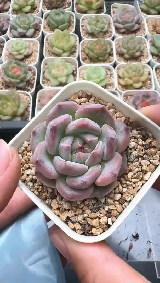 303D云禹多肉植物 带盆土纸巾打包 3颗包邮