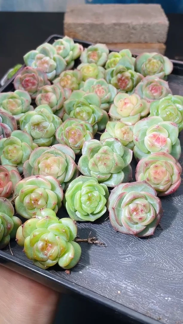 416森罗万象混发量拍发一颗