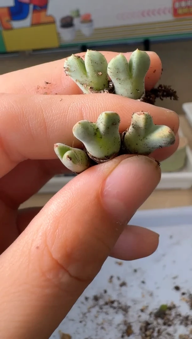 美丽的肉石头3.1-204