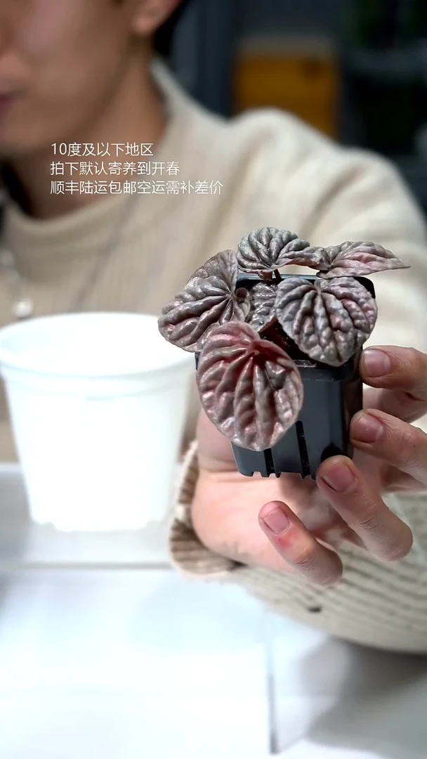 完全开放058-椒草锦