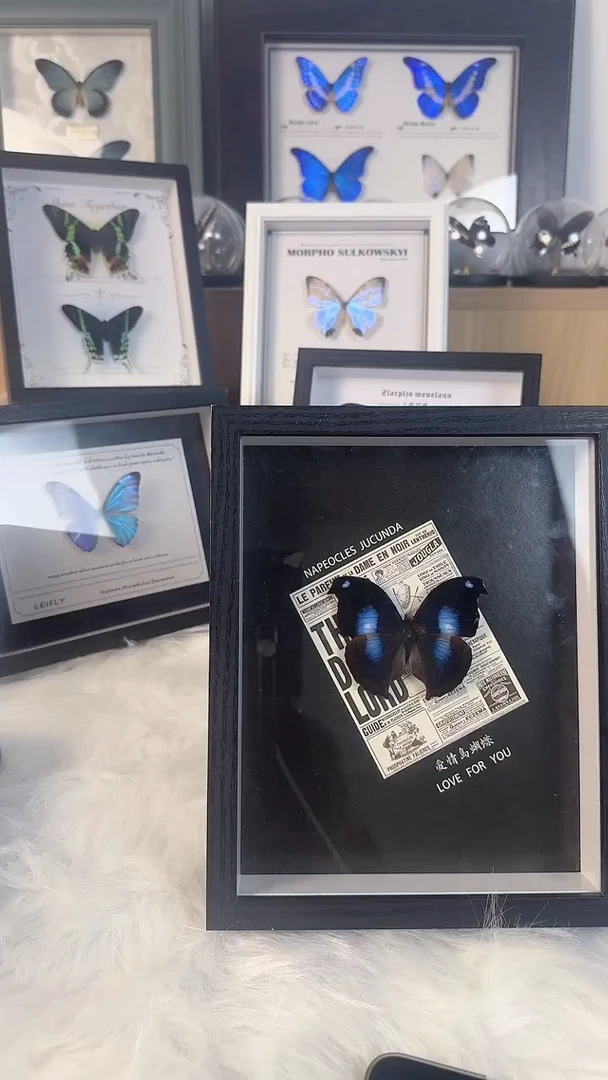 天然蝴蝶真实收藏