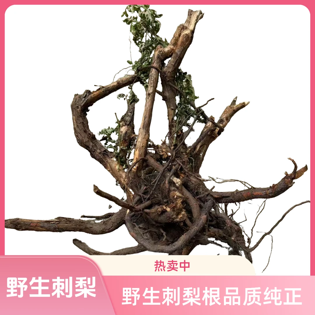 刺梨根新鲜干货野生山货野货老桩+根炖汤泡8+1