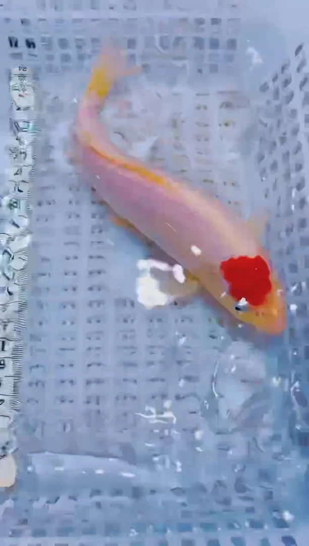 锦鲤血统锦鲤全场包邮16