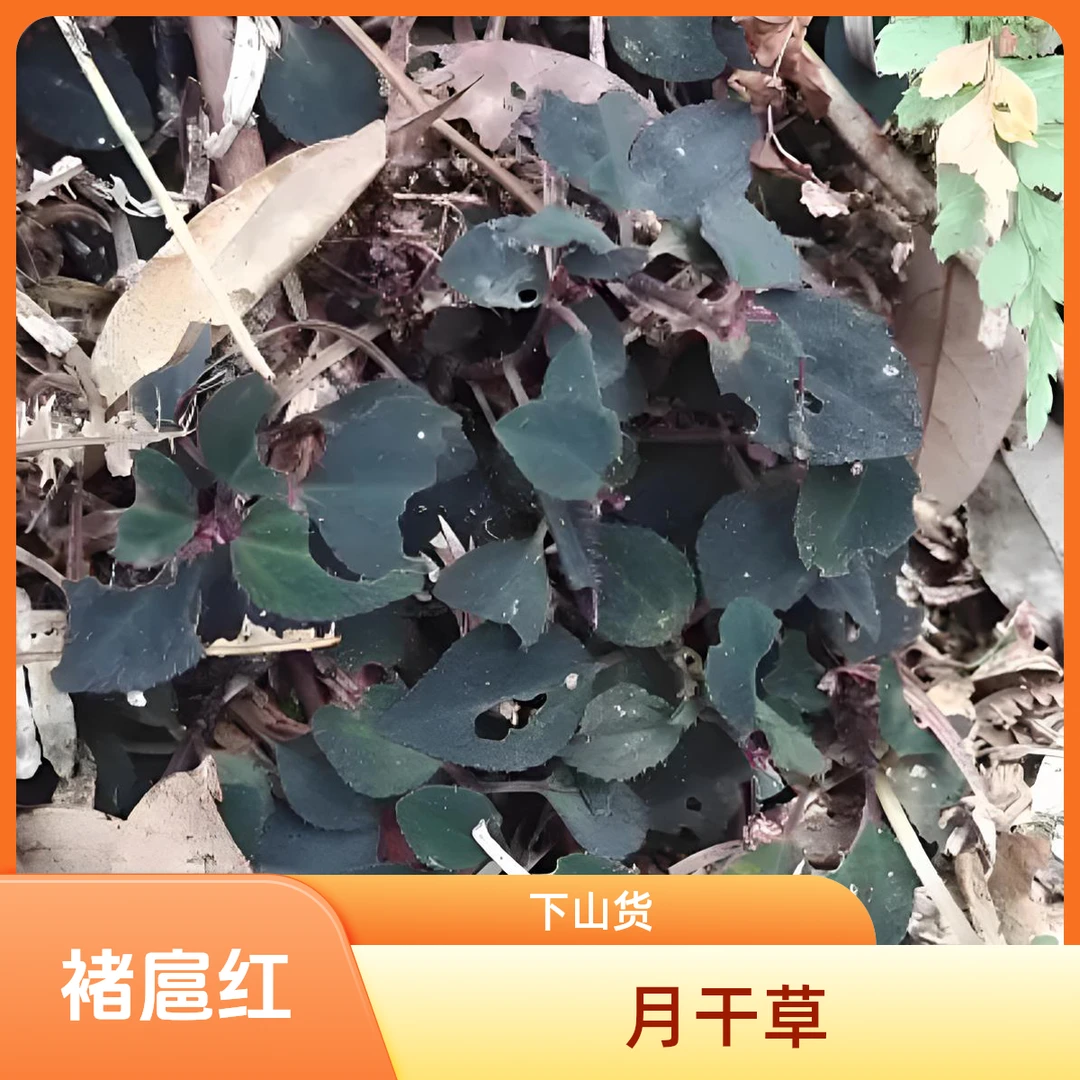 【褚头红】月干草下山货