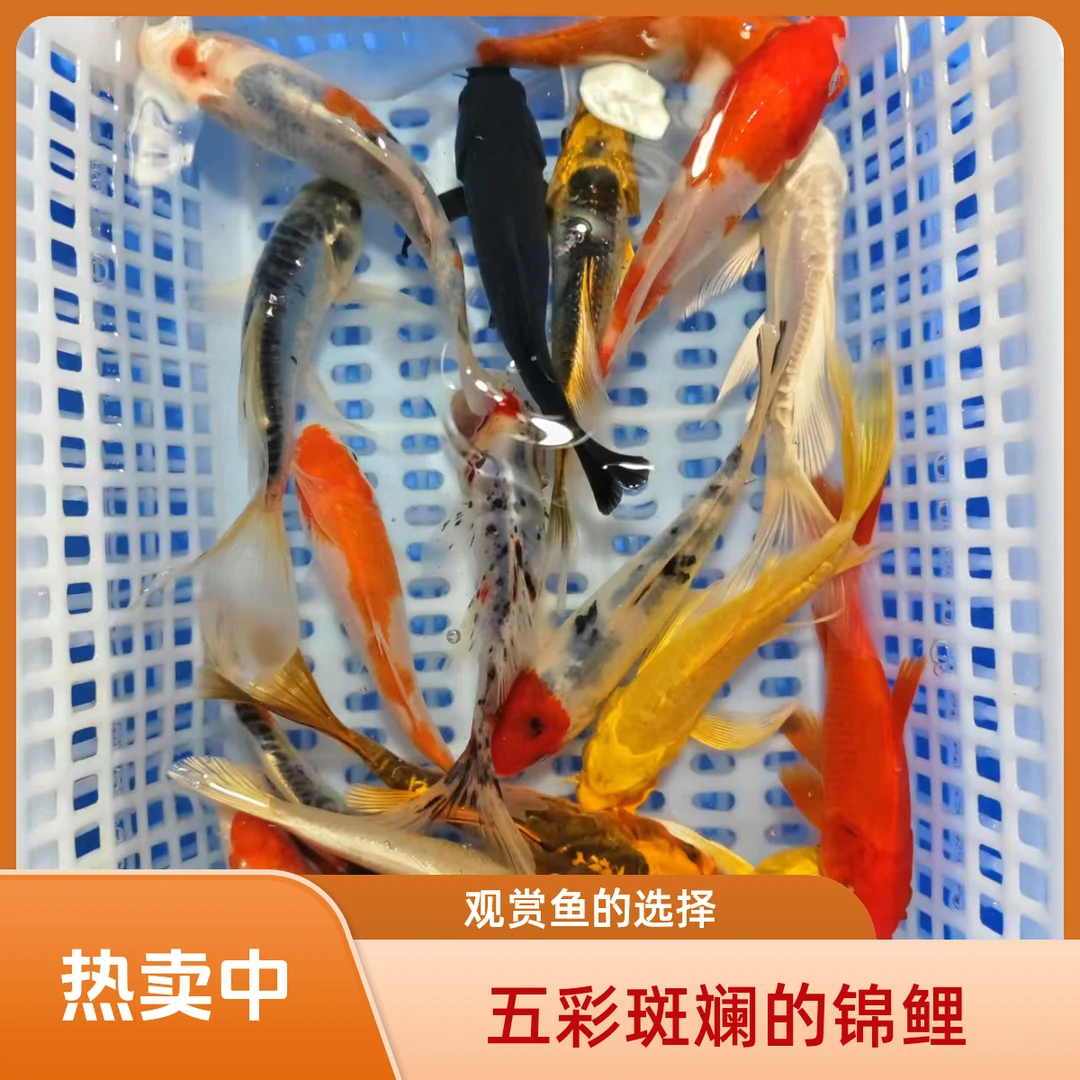 【15-18公分】锦鲤混搭草金随机混搭观赏鱼