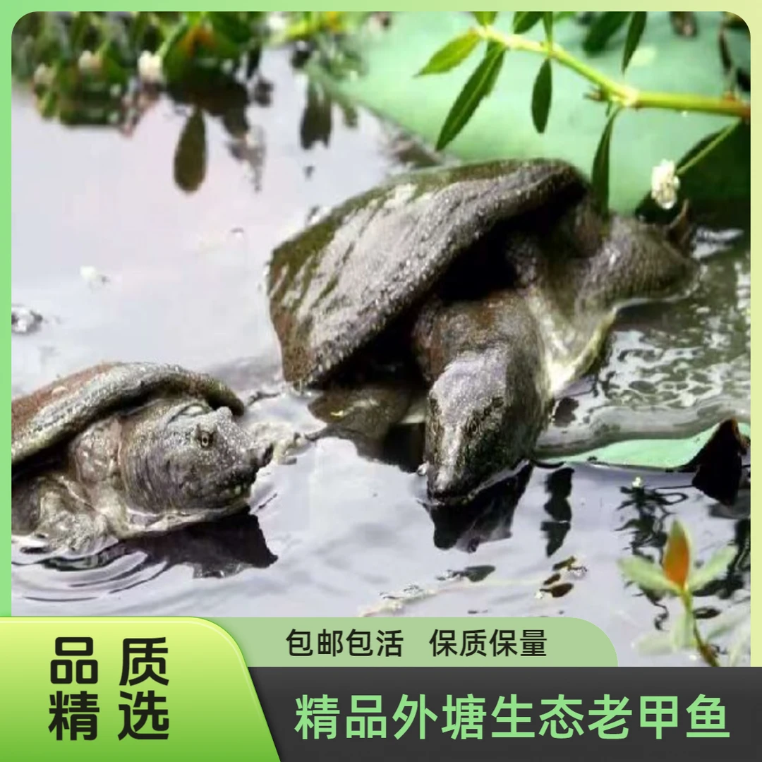 精品外塘散养生态公甲鱼老甲鱼中华本土老鳖精品冷水甲鱼水鱼团鱼