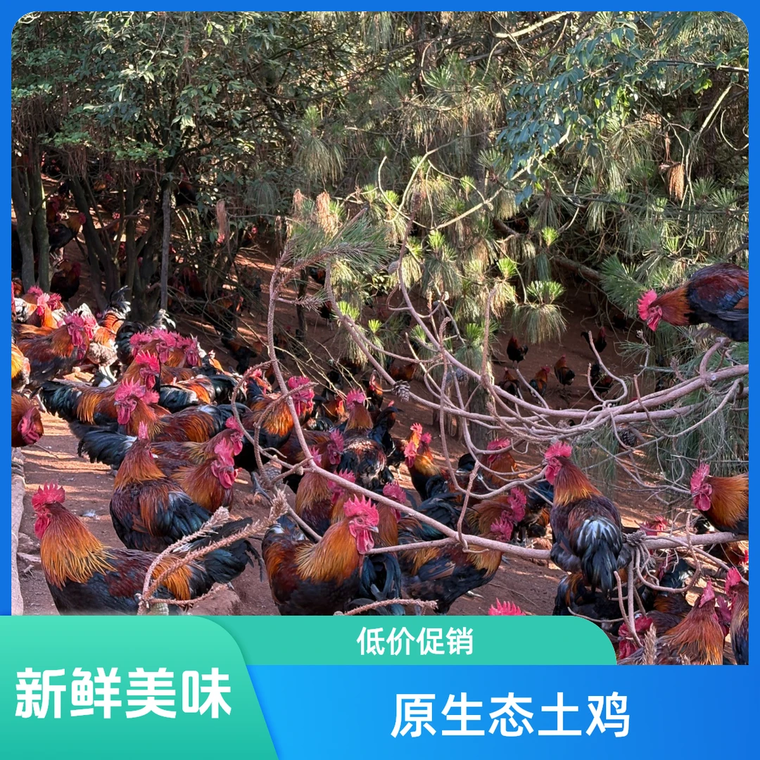 【华仔专属】云南跑山鸡 净重6斤装 原生态散养土鸡 生态鸡 顺丰冷链急冻发货