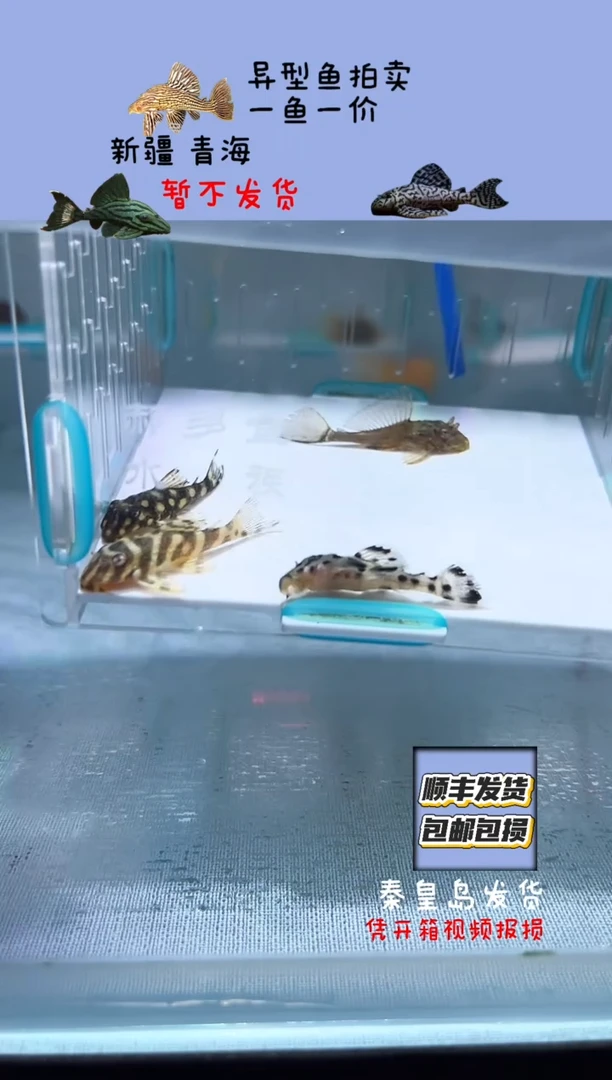 清道夫3+不包入缸损60