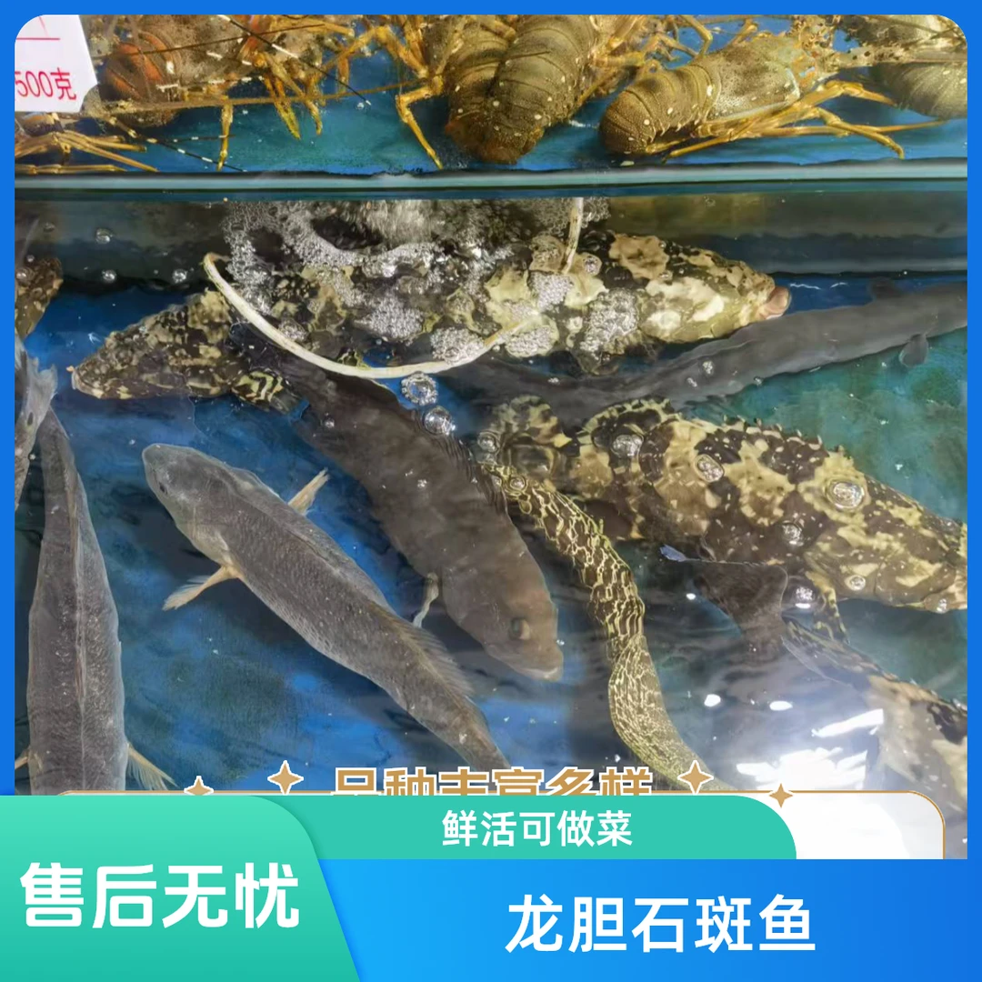 鲜活龙胆石斑鱼500g（称重为准）