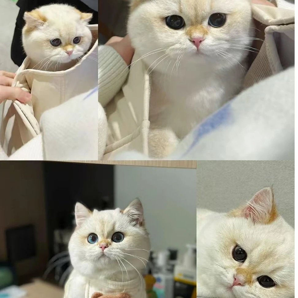 【躺平猫舍】精品渐层拿破仑活体高颜值萌宠