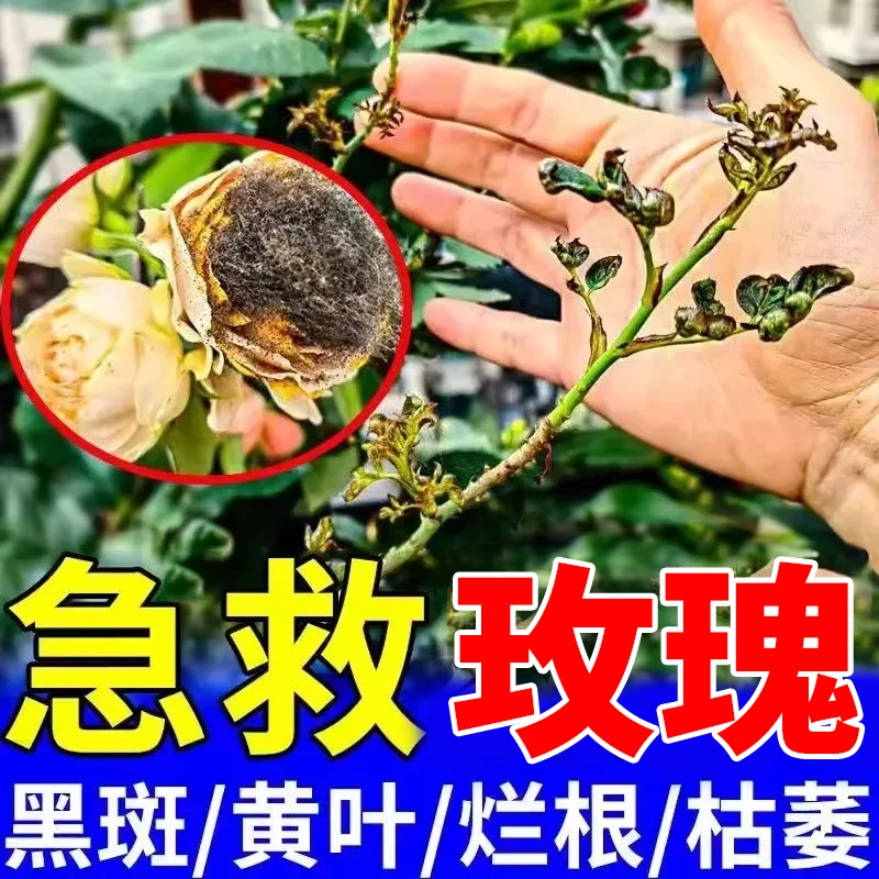 急救玫瑰黑斑黄叶烂根枯萎花卉病害清玫瑰病害营养液免稀释不伤花