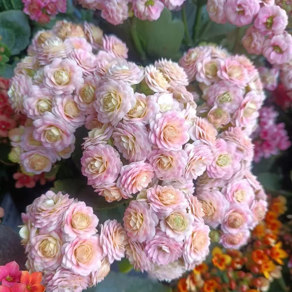 H 清床 瑕疵长寿穴盘苗一箱15棵以上（无售后，介意勿拍）1