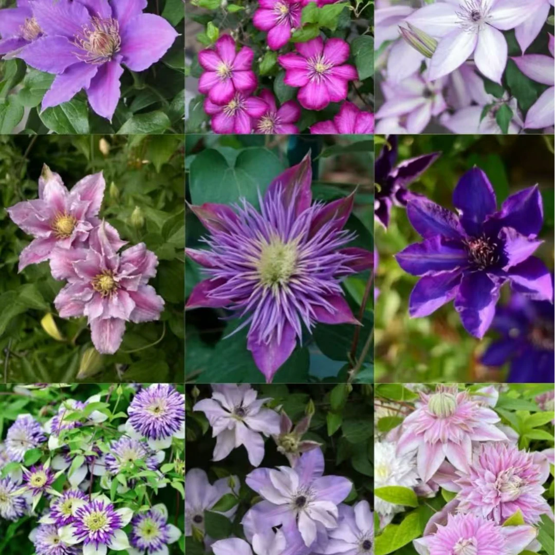 【李先生】铁线莲爬藤植物重瓣大花庭院阳台盆栽（品种任意）