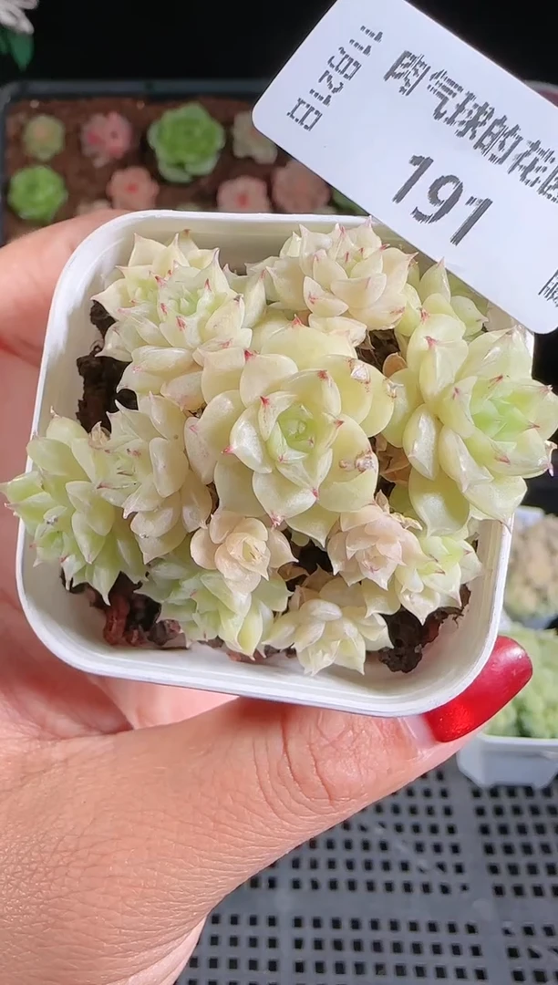 1121-191群生不包整