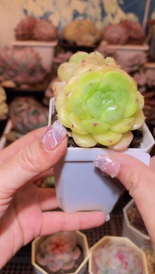 【闪购商品】236金珠多肉