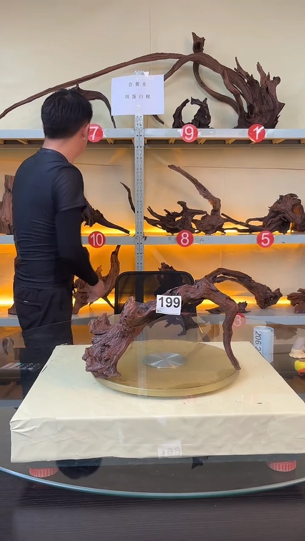 199云南紫釉 摆件 水族沉木料场直发 不需要煮 秒沉