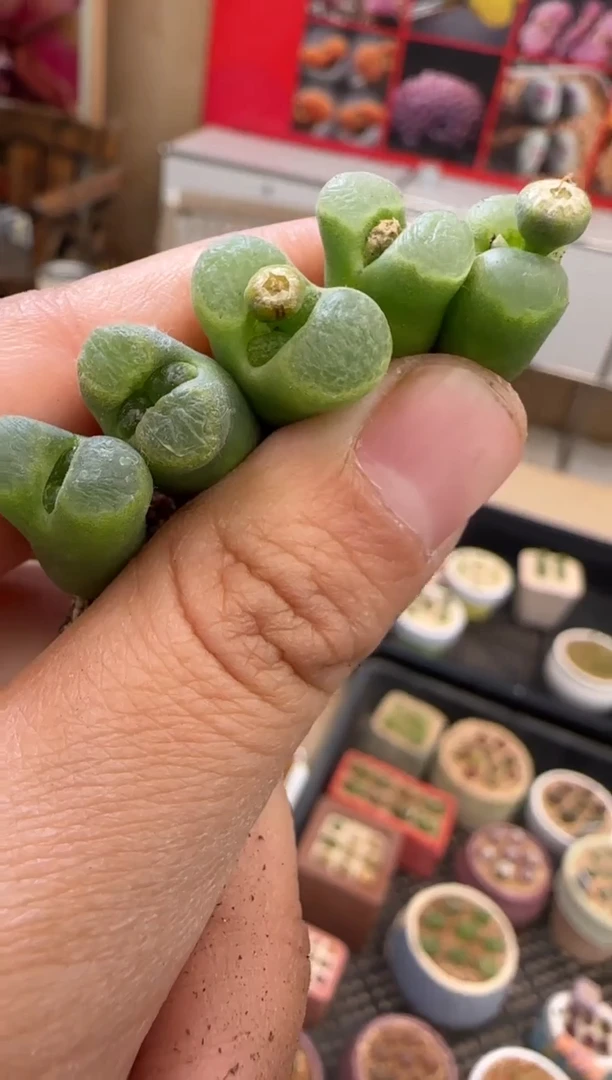 【闪购商品】21-9碧眼磁铁一颗