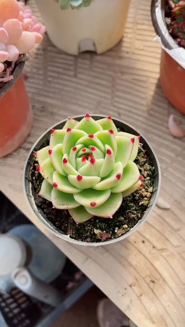 【闪购商品】23546