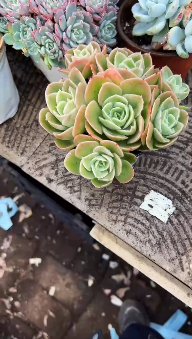 ?****?多肉植物一物一拍19324
