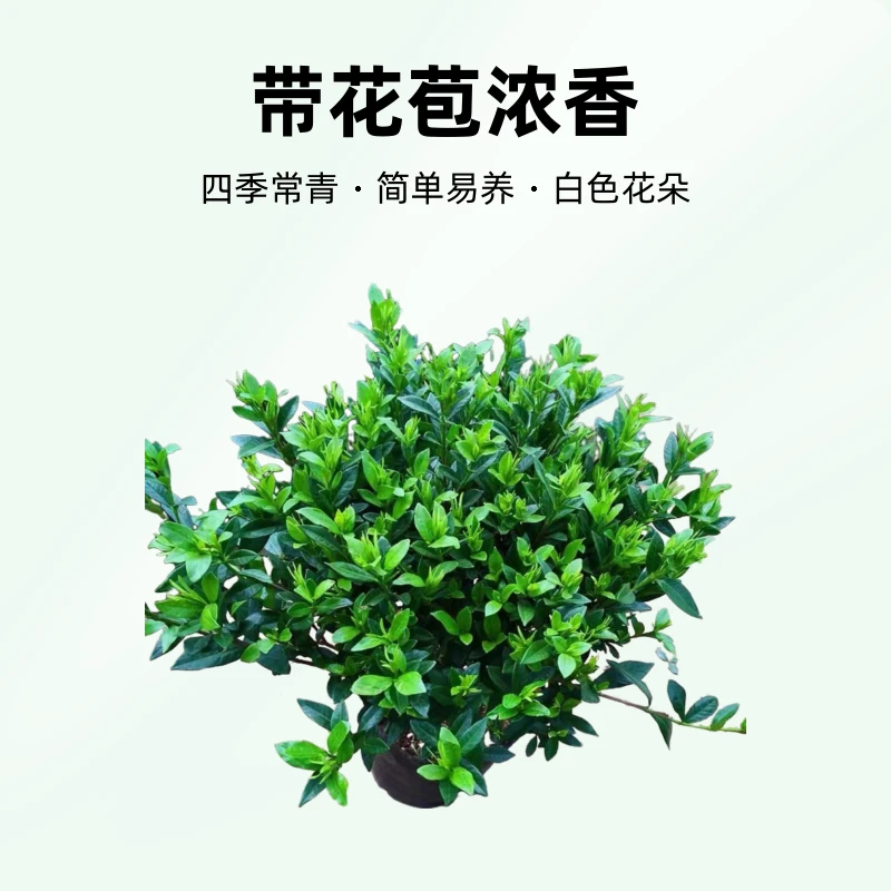 栀子花盆栽室内花卉栀子花大棵带花苞浓香四季常青庭院阳台绿植