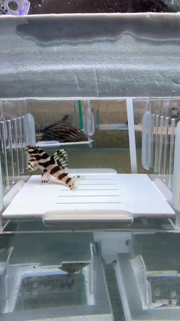 清道夫4.8不包入缸损100