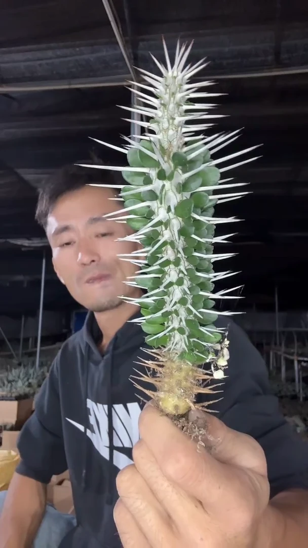 自根地域魔针9.99