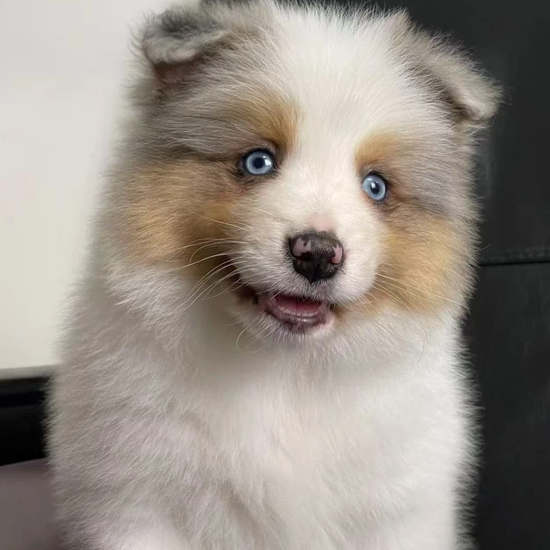 边牧哥异色边牧聪明温顺乖小狗甜美