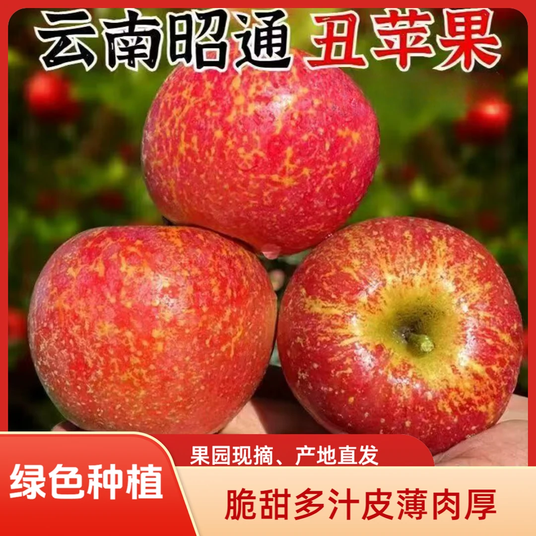 2025年正宗云南昭通冰糖心丑苹果脆甜多汁新鲜采摘果园官宣直发