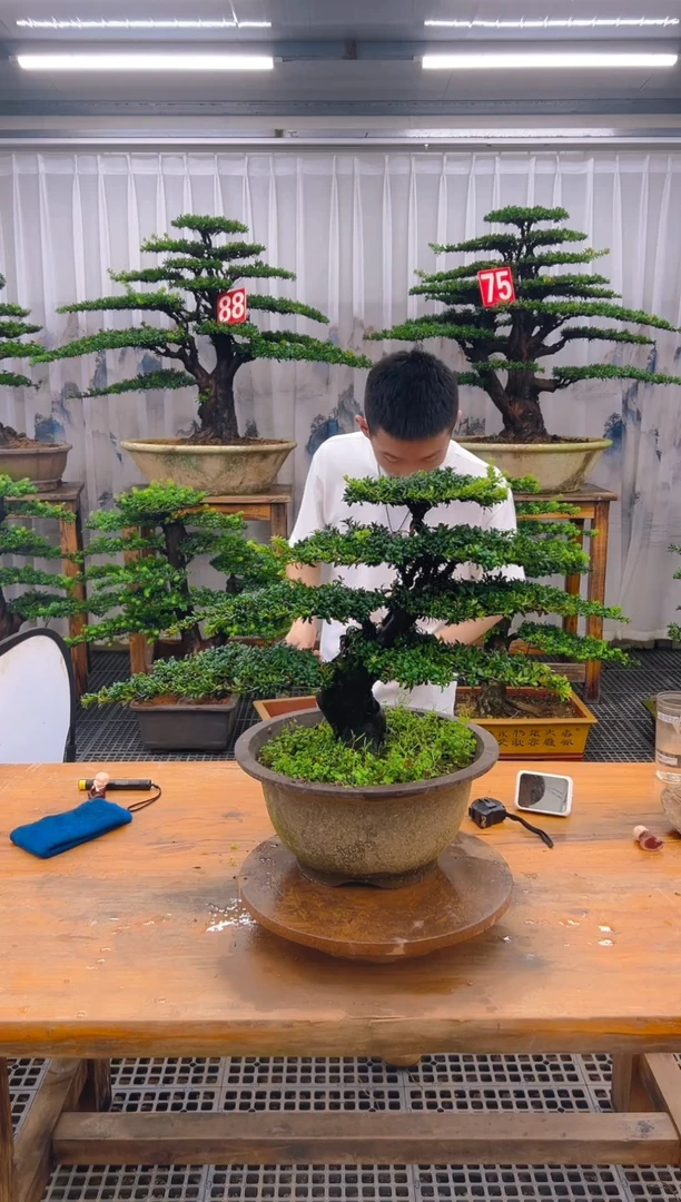 无花朵坚*持精品盆景直播间一物一拍